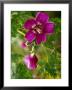Northern Island Tree Mallow In Bloom, Ca by Jeff Greenberg Limited Edition Print