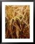 Ears Of Wheat. West Berkshire, Uk by Philip Tull Limited Edition Print