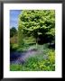 Acer Platanoides Drummondii (Norway Maple) Underplanted With Blue Mys0sotis (Forget Me Nots) by Ron Evans Limited Edition Print