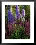 Pink And Purple Summer Border, Pink Delphinium And Purple Pink Flowers Of Salvia X Sylvestris by Ron Evans Limited Edition Print