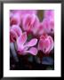 Mini Cyclamen, Close-Up Of Pink Flowers, November by James Guilliam Limited Edition Print