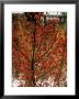 Ilex Verticillata Winter Red by Michele Lamontagne Limited Edition Print