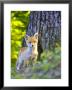 Red Fox, Fox Cub Standing Outside Den, Vaud, Switzerland by David Courtenay Limited Edition Print
