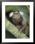 White Tufted-Eared Marmoset, Tijuca National Park, Brazil by Mark Jones Limited Edition Print