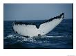 The Tail Of A Humpback Whale Slides Into The Water by Brian J. Skerry Limited Edition Print