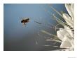 Seen Frozen In Flight, A Bee Carries Pollen Towards A Big White Flower by Stephen St. John Limited Edition Print