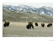American Bison Graze On A Football Field Near The Mountains by Tom Murphy Limited Edition Print