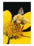 Bee On A Flower by George Grall Limited Edition Pricing Art Print
