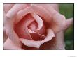 A Close View Of The Top Of A Pink Rose by Todd Gipstein Limited Edition Print