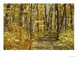 Woodland Trail by David Boyer Limited Edition Pricing Art Print