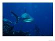 A Pair Of Whitetip Reef Sharks Cruise A Reef Near A Diver by Wolcott Henry Limited Edition Print