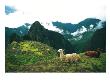 Alpacas, Machu Picchu, Peru by Jacob Halaska Limited Edition Print