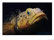 Close View Of The Head Of An Antarctic Cod by Bill Curtsinger Limited Edition Print