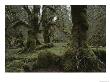 Moss-Covered Trees In The Hoh River Valleys Temperate Rain Forest by Sam Abell Limited Edition Print