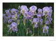 Bed Of Irises, Provence Region, France by Nicole Duplaix Limited Edition Print