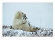 A Polar Bear Cub Chews On A Twig by Norbert Rosing Limited Edition Print