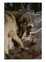 A Snarling Alpha Male Gray Wolf, Canis Lupus, Defends A Kill by Jim And Jamie Dutcher Limited Edition Print