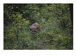 A Mountain Lion (Felis Concolor) Prowls Through The Brush by Dr. Maurice G. Hornocker Limited Edition Print