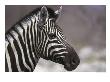 Young Zebra Namiba-Equus by Martin Bruce Limited Edition Pricing Art Print