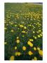 A Dandelion Filled Field In Rogers Pass by Michael S. Lewis Limited Edition Print