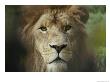 The Menacing Look Of A Lion by Jason Edwards Limited Edition Print