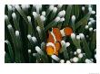A Close-View Image Of A False Clown Anemonefish (Amphiprion Ocellaris) by Wolcott Henry Limited Edition Print