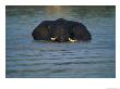 African Elephant Wading In The Water by Beverly Joubert Limited Edition Print