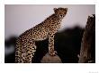 A Young African Cheetah Stares Directly At The Camera by Chris Johns Limited Edition Print