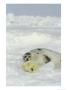 A Newborn Gray Seal Pup Sleeps Next To Its Mother by Norbert Rosing Limited Edition Print