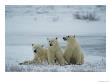 Three Polar Bears Take A Rest Together by Paul Nicklen Limited Edition Print