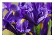 Close View Of Irises by Marc Moritsch Limited Edition Print