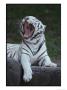 A Captive Siberian Tiger Yawns by Michael Nichols Limited Edition Print