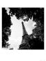 Eiffel Tower Through Trees Paris, France by Eric Kamp Limited Edition Print