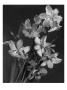 House & Garden - February 1944 by J. Horace Mcfarland Limited Edition Print