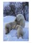 Mother Polar Bear Nurtures Her Two Cubs by Paul Nicklen Limited Edition Print