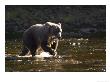 A Brown Bear With A Freshly Caught Salmon by Ralph Lee Hopkins Limited Edition Print