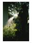 Silhouette Of A Person Watering A Garden In Bavaria, Germany by Peter Carsten Limited Edition Print