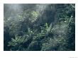 Rain Forest With Palm Trees And Fog On A Mt. Des Voeux by Tim Laman Limited Edition Print
