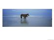 Wild Mare And Foal On The Beach North Of Corolla by Stephen Alvarez Limited Edition Pricing Art Print