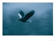 A Stellers Sea Eagle In Flight by Klaus Nigge Limited Edition Print
