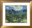 The Olive Trees, 1889 by Vincent Van Gogh Limited Edition Print