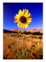 Wild Sunflower Along Dirt Road, Sd by John Coletti Limited Edition Print