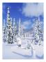 Mt. Rainier National Park, Wa by Mark Windom Limited Edition Print