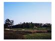 Tidewater Golf Club And Plantation, Myrtle Beach, Sc by Stephen Szurlej Limited Edition Print