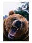 Grizzly Bear (Ursus Arctos), Denali National Park & Preserve, Alaska, Usa by Mark Newman Limited Edition Print