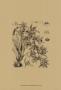Black And White Curtis Orchid Vii by Samuel Curtis Limited Edition Pricing Art Print