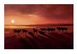 Zebu At Dusk by Jonathan Sanders Limited Edition Print