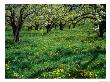 Apple Orchard In Full Bloom, Hood River, Oregon, Usa by Janis Miglavs Limited Edition Print