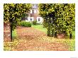 Yellow Jessamine At Gated Entry To Boone Hall Plantation, South Carolina, Usa by Julie Eggers Limited Edition Print