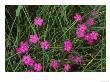 Nadeshiko (Wild Pinks), Daisetsuzan National Park, Hokkaido, Japan by Rob Tilley Limited Edition Print